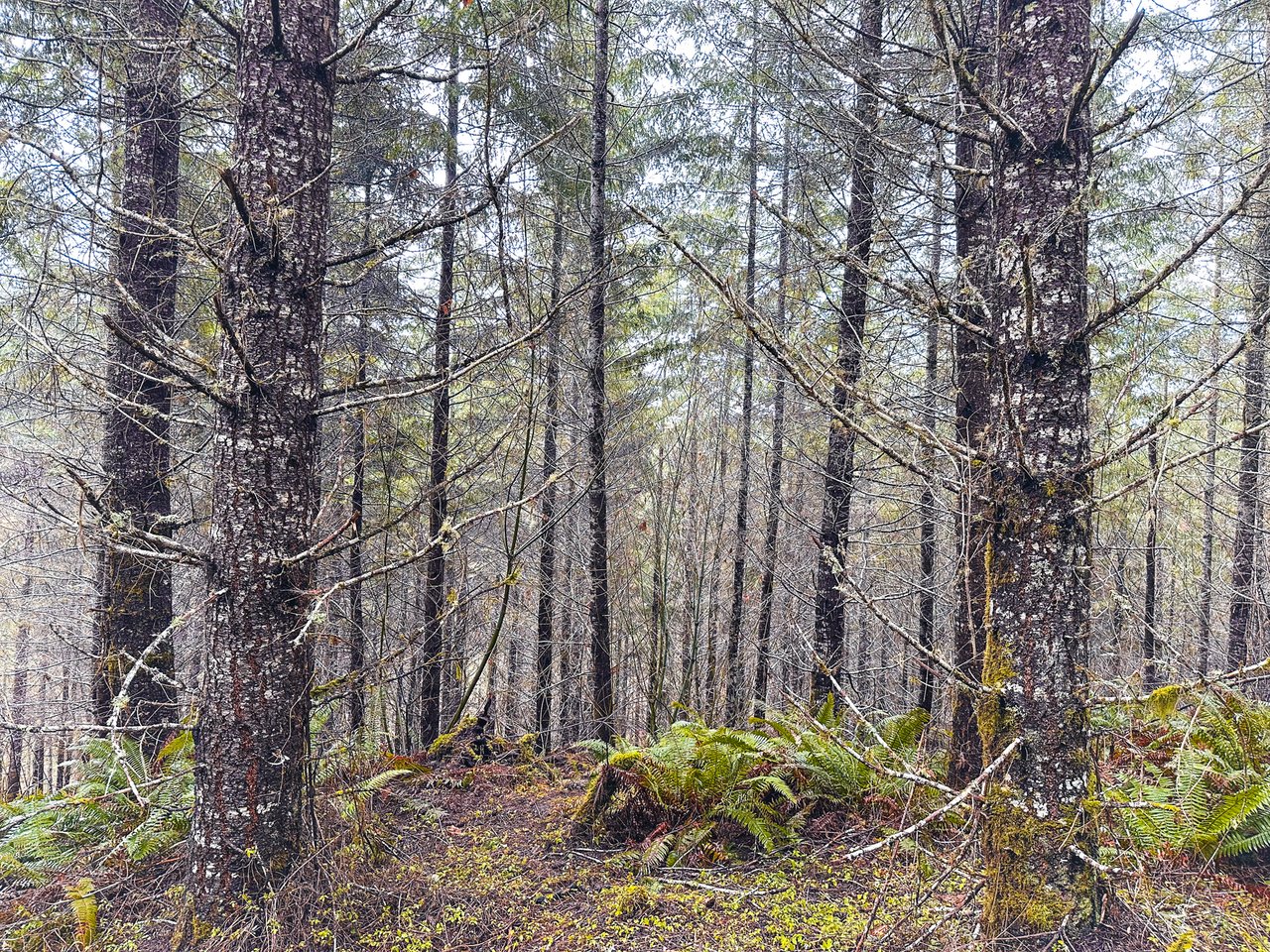 Coast Fork Woodland Meadows