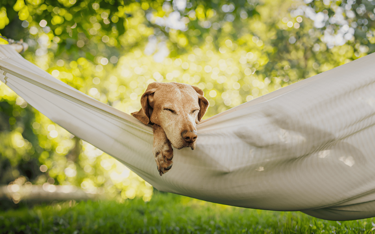 National Hammock Day: Setting Up the Perfect Outdoor Space