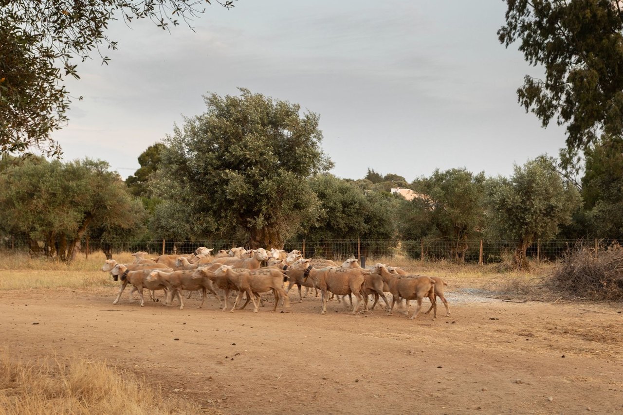 Magnificent and Grand Equestrian Estate in the Alentejo