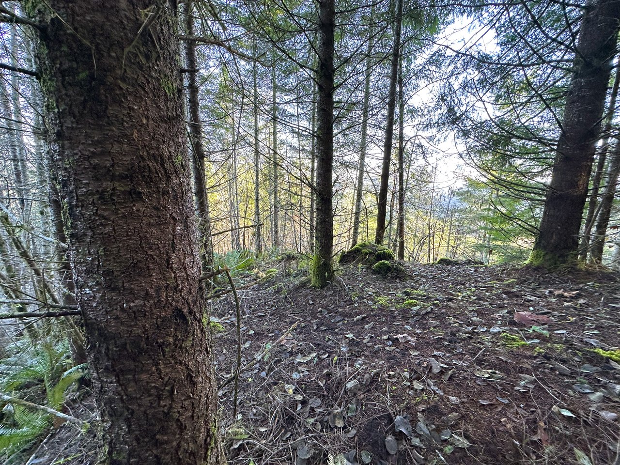 Rust Road Forest