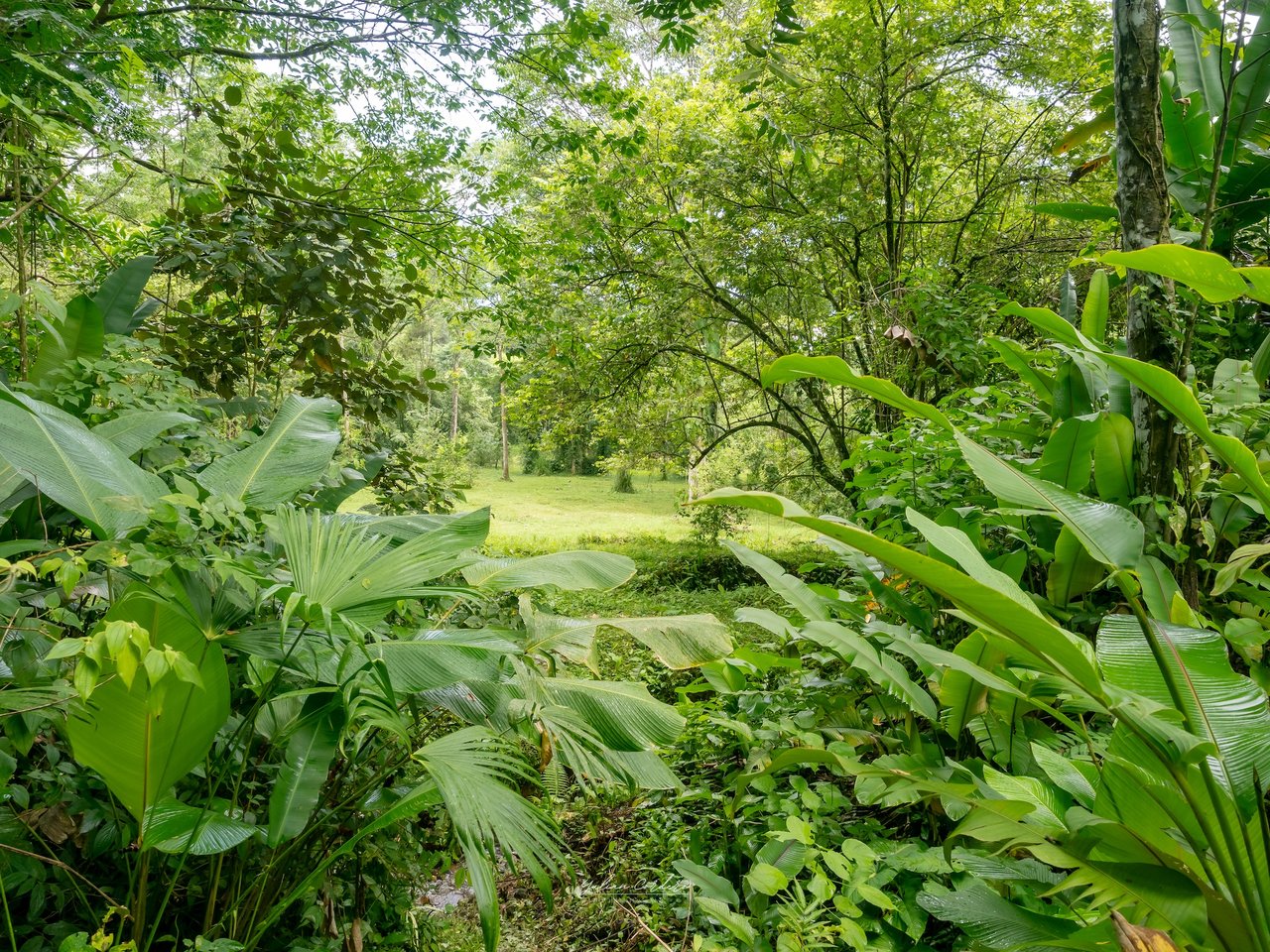 Bamboo Forest Estates – Prime Lots for Sale in Uvita, Costa Rica | Riverfront Land with Utilities