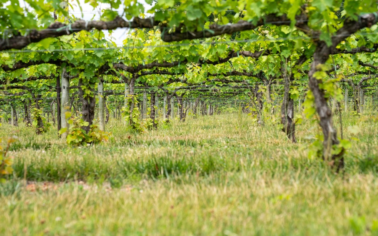 Green vineyard with grapevines trained along wires above grassy rows.