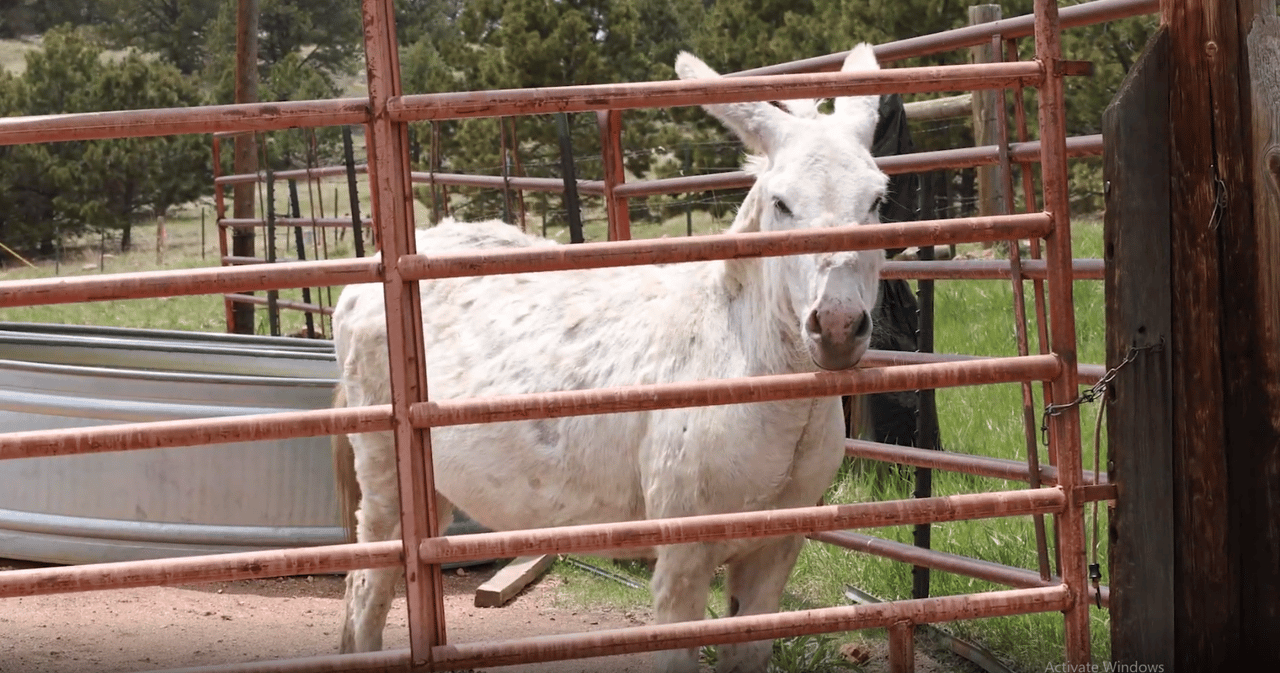 A Colorado Classic: Inside Cripple Creek’s Donkey Derby Days