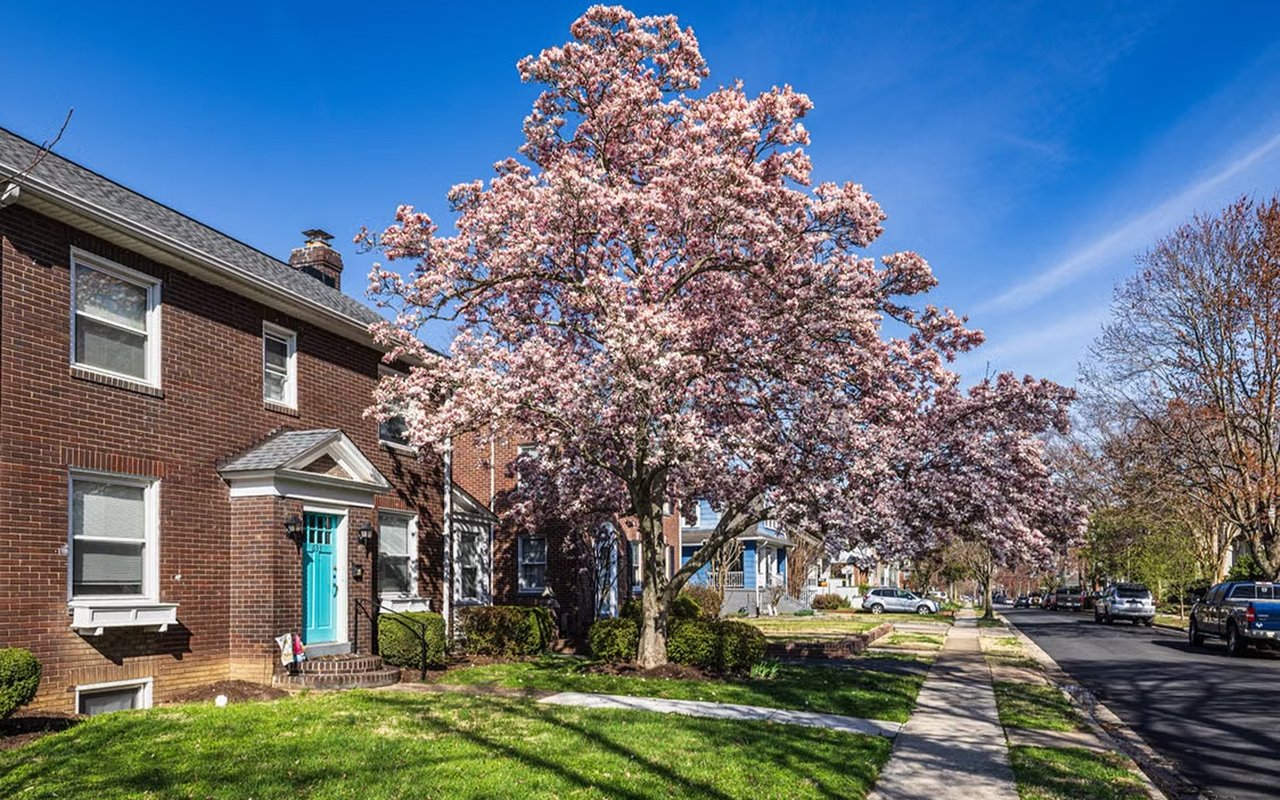 Red-brick rowhouse with a turquoise door beneath a large pink-blossoming tree.