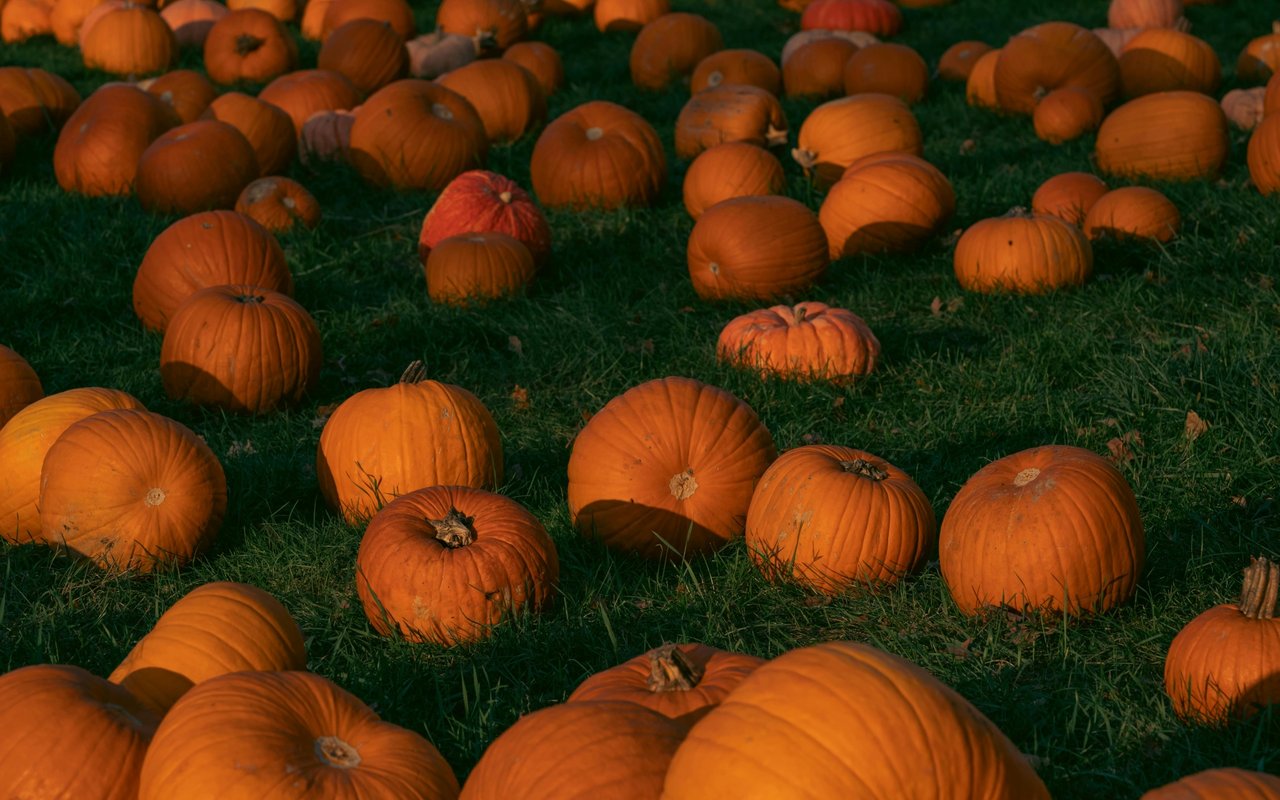 Things to Do in The Fall