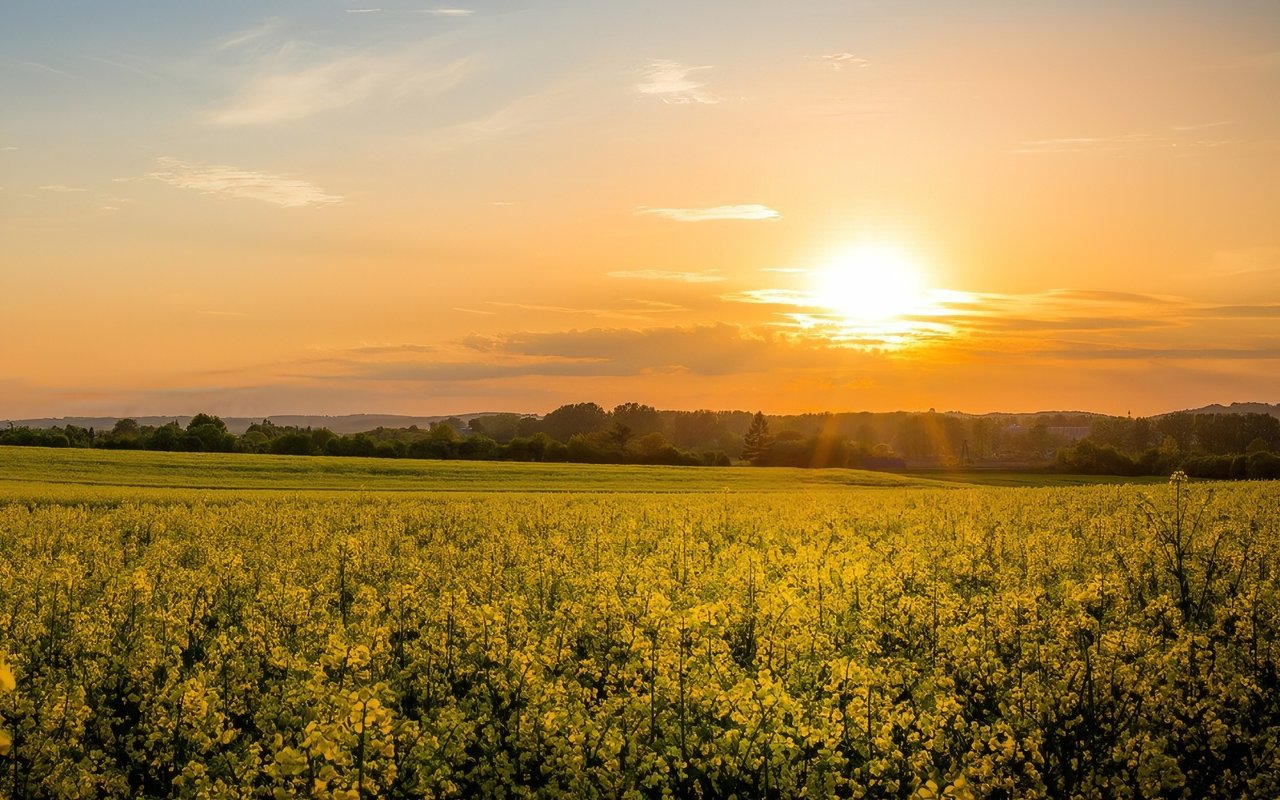 Vacant Land? 6 Reasons Why an Auction Might Be the Best Route