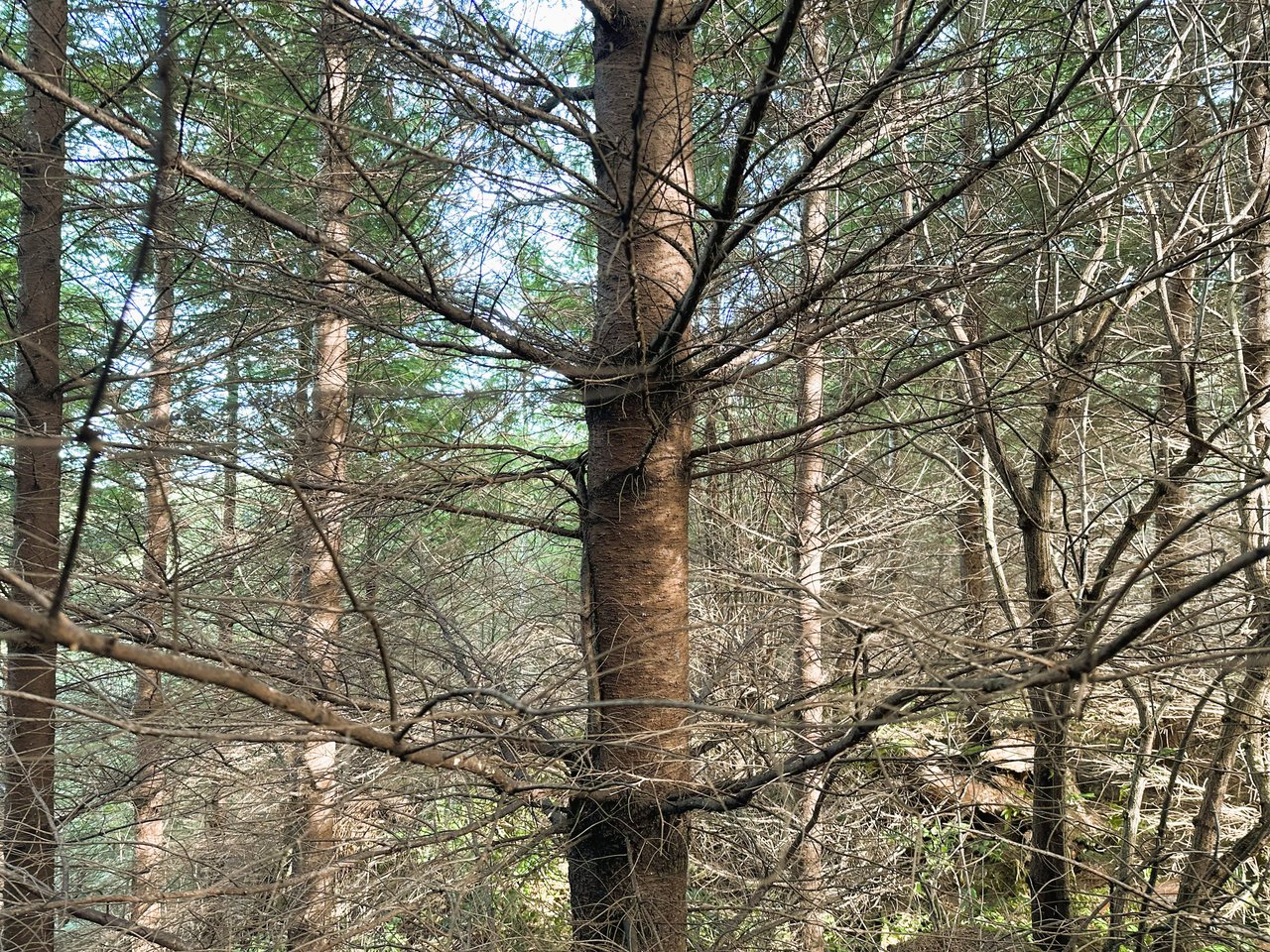 ARC Woods