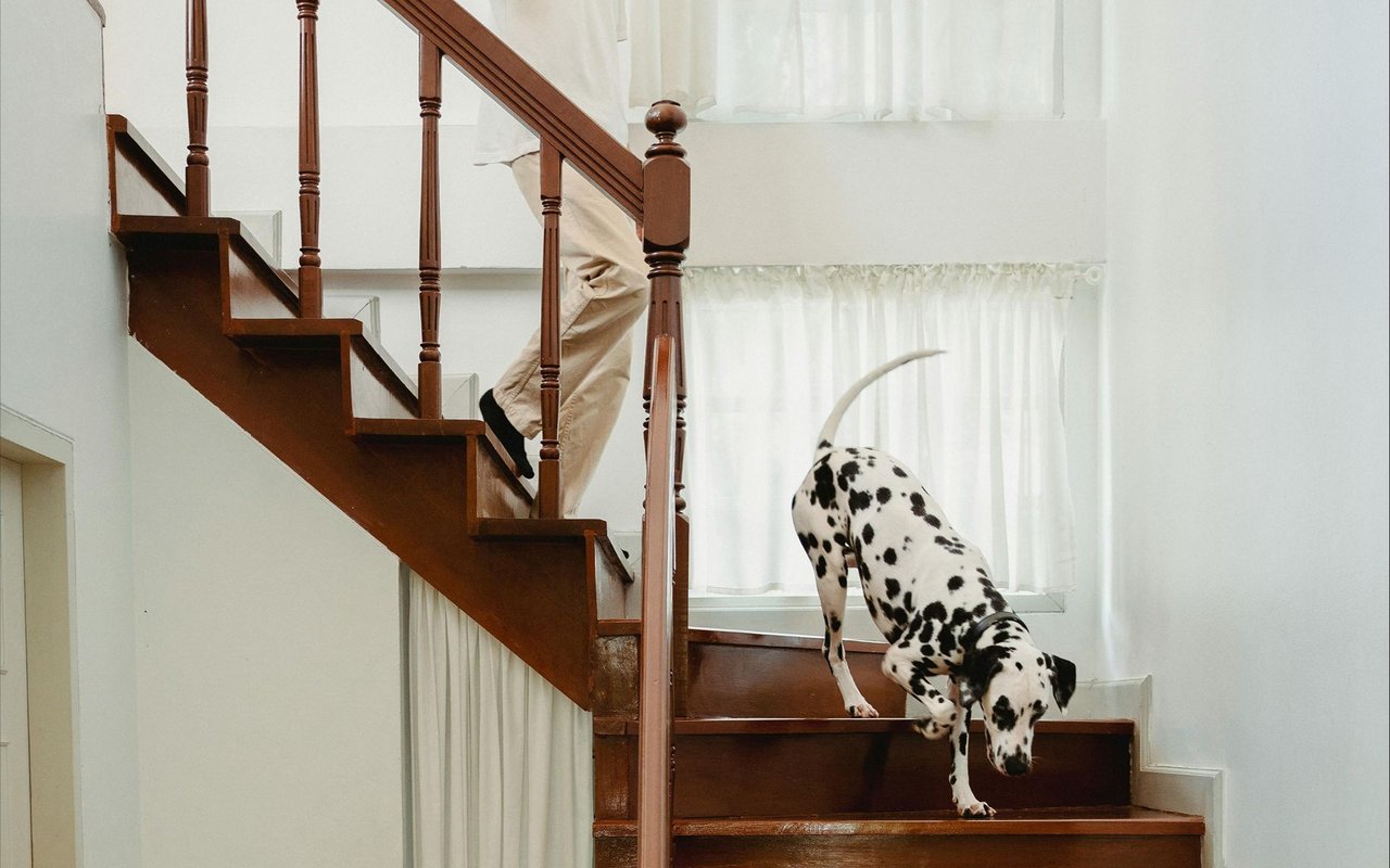 Pet-Friendly by Design: What to Look for in a Home When You Have Animals