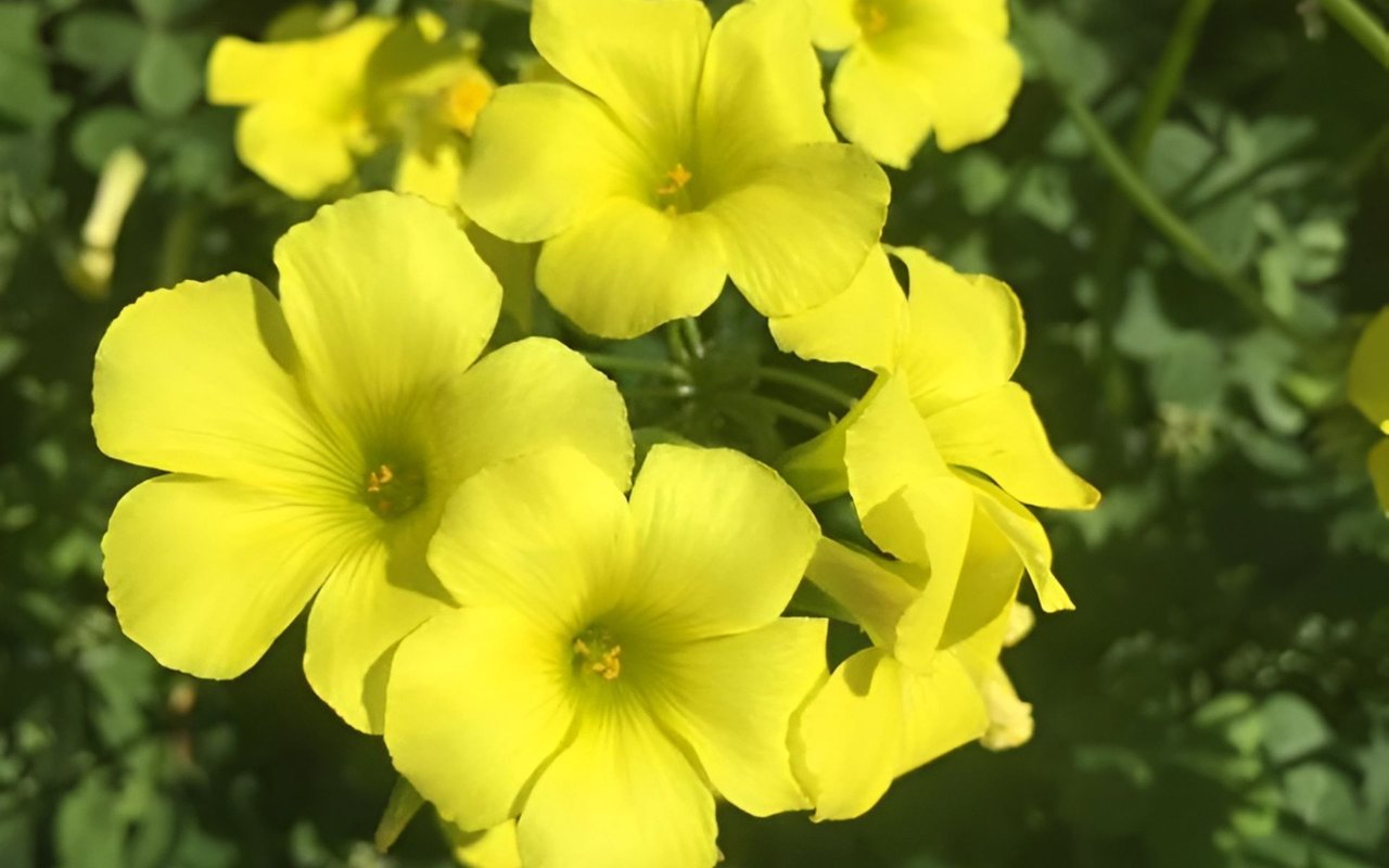 Bright yellow flowers with orange centers among dark green leaves.