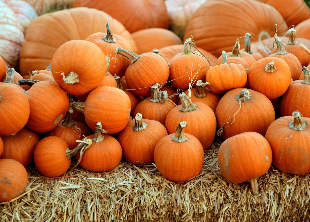 Celebrate the Fall Season at Ukiah’s PumpkinFest
