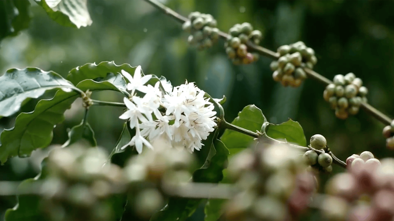 Mountain View Land with Several Building Sites and Mature Fruit Trees