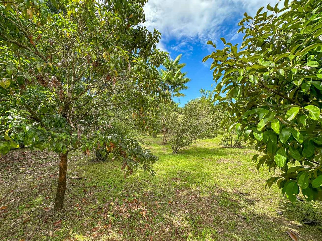 Ocean, jungle & mountain views on a meticulously landscaped 3-home family compound