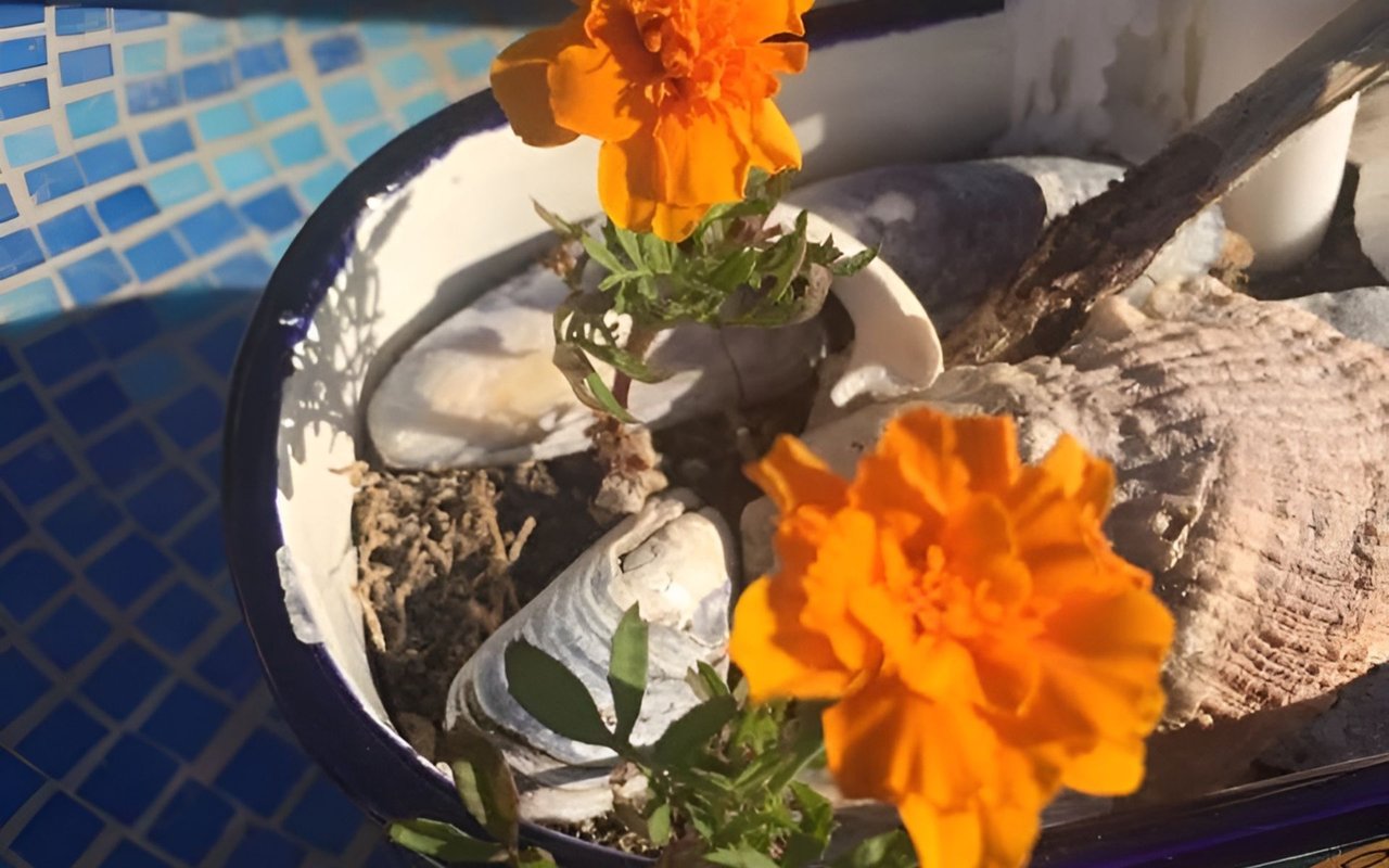 Orange flowers growing among stones in a round planter beside blue mosaic tiles.