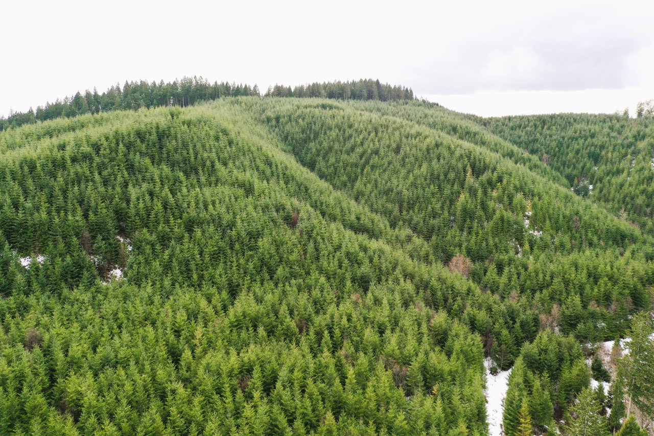ARC Woods