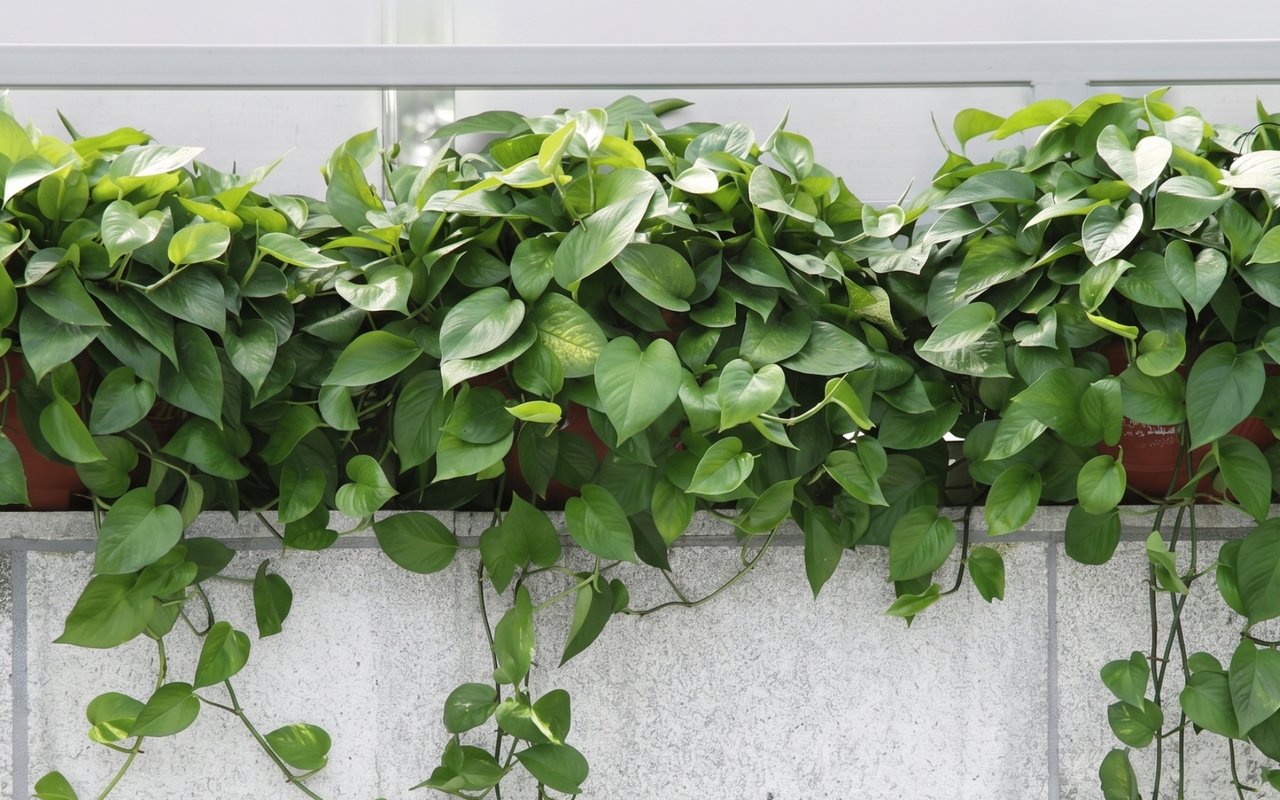 Best Places to Buy Plants & Flowers in Charlotte