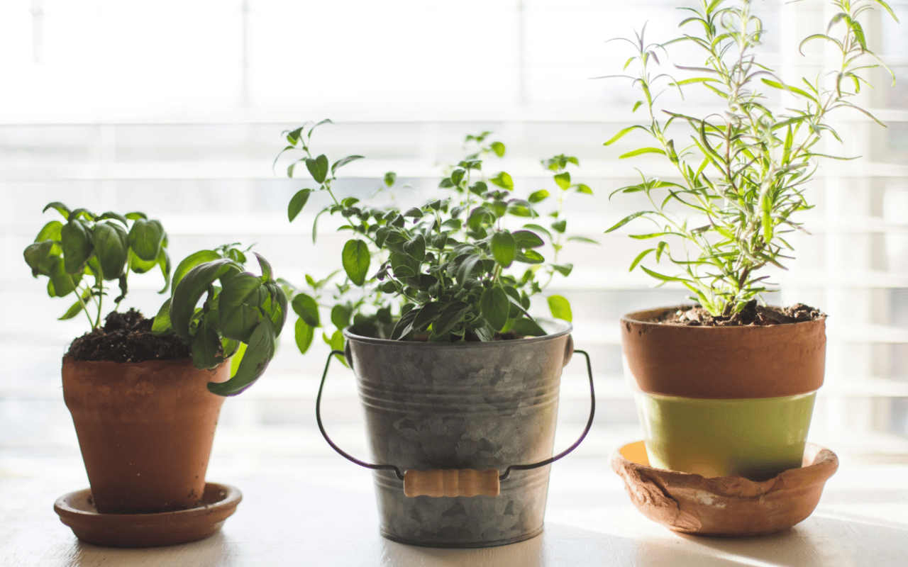 A Beginner’s Guide to Starting a Garden at Home cover
