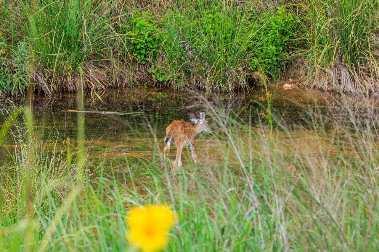 Live Oak Creek Ranch 