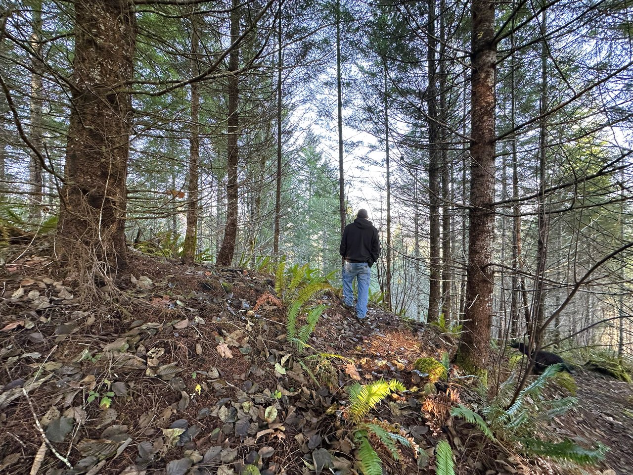 Rust Road Forest