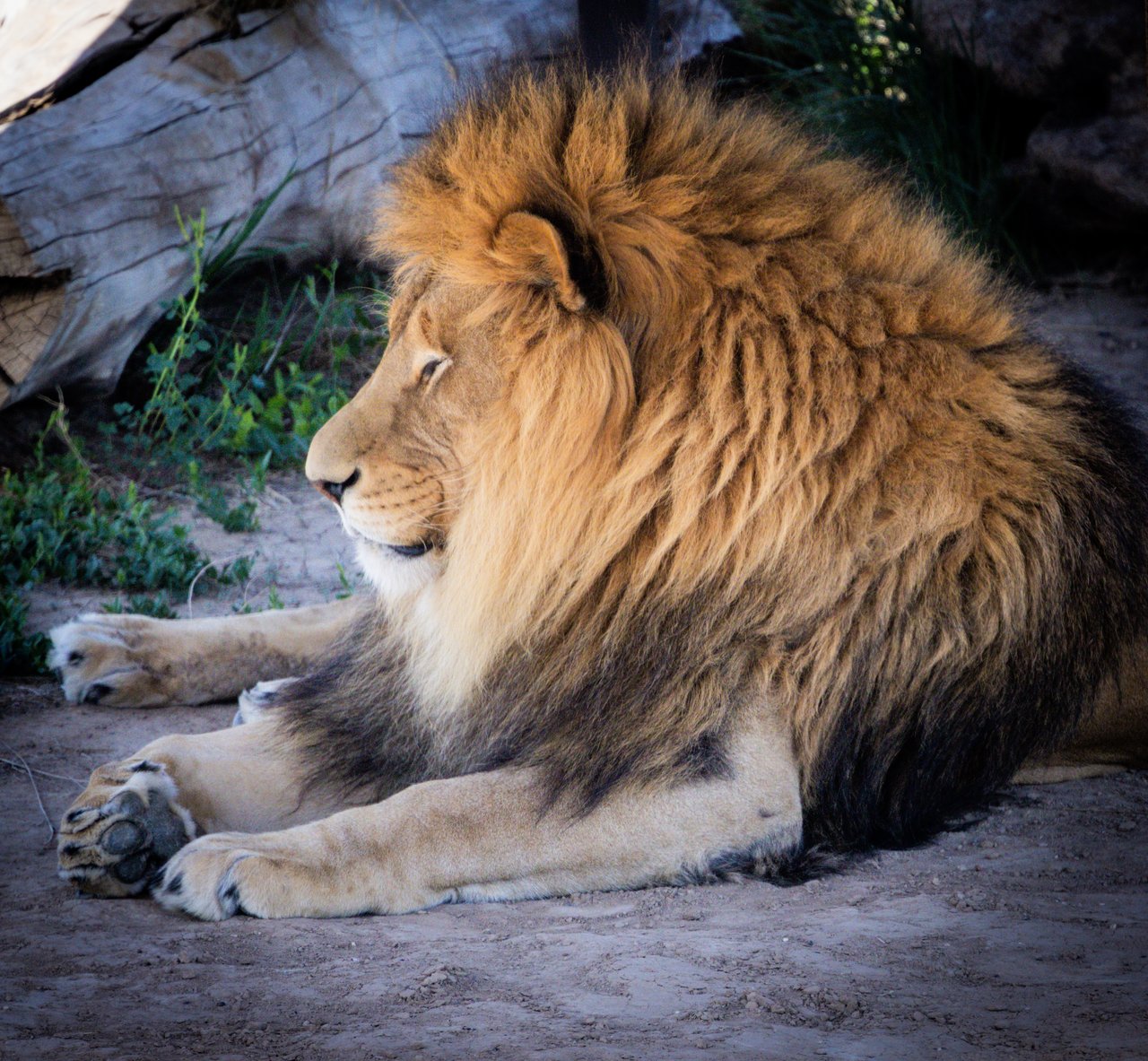 Into the Wild: Monica Breckenridge’s Unforgettable Journey at The Wild Animal Sanctuary Subtitle