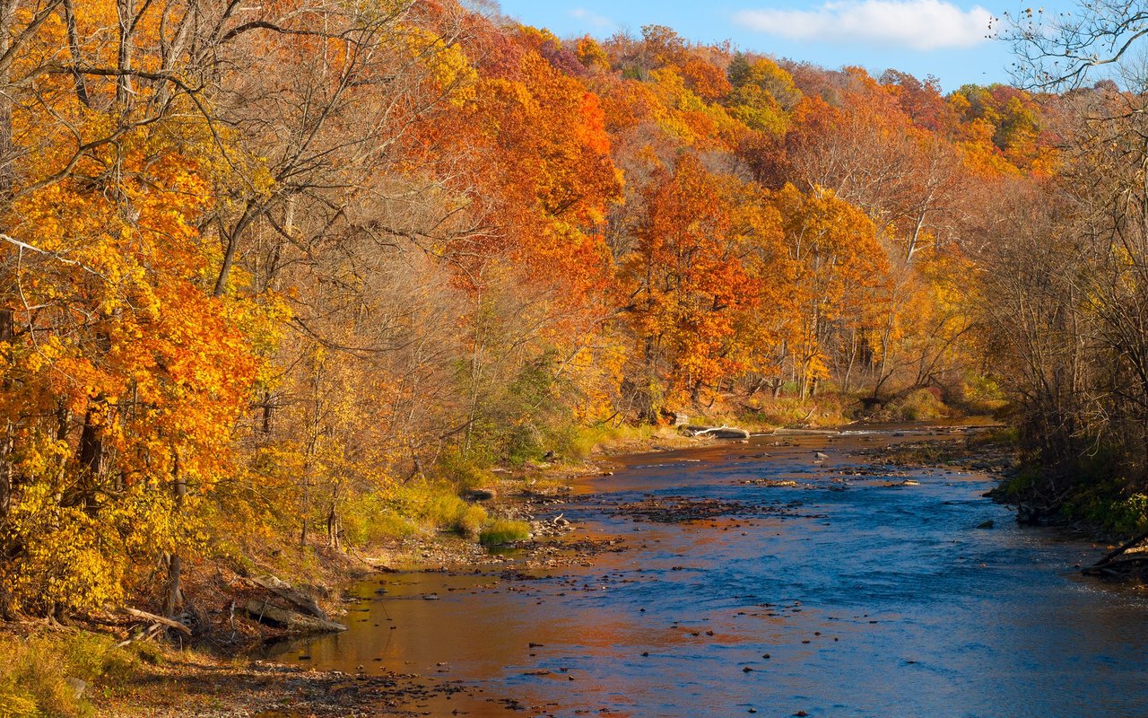 Shallow river winding through a Gates Mills woodland ablaze with autumn colors.