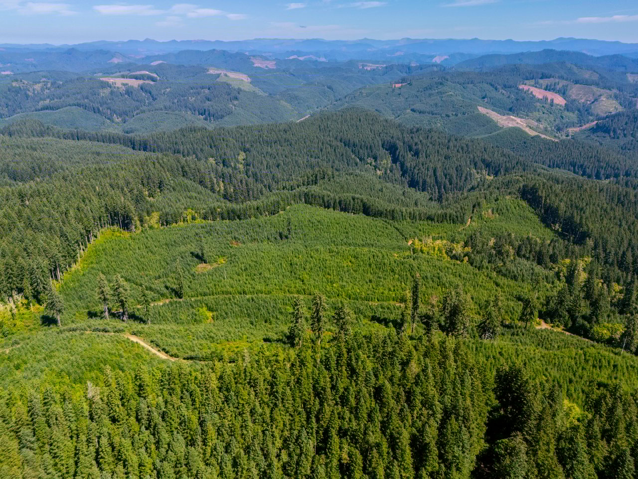 LINCOLN-HILLTOP TREEFARM Sealed Bid Offering 
