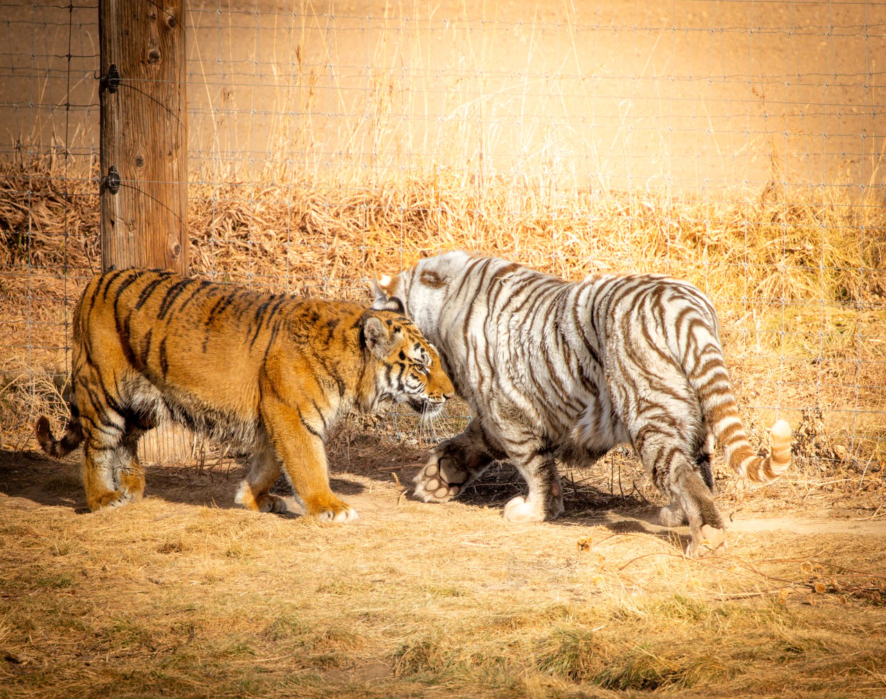 Into the Wild: Monica Breckenridge’s Unforgettable Journey at The Wild Animal Sanctuary Subtitle