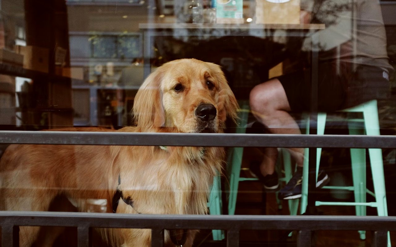 Pet-Friendly Restaurants in Naples, FL cover