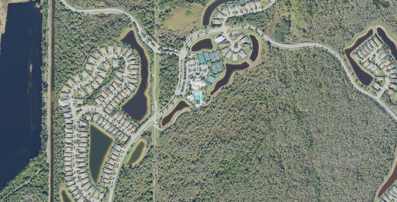 Winding Cypress