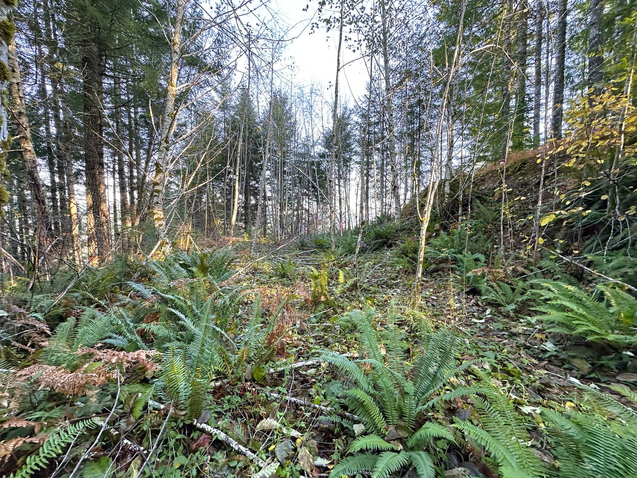 Rust Road Forest