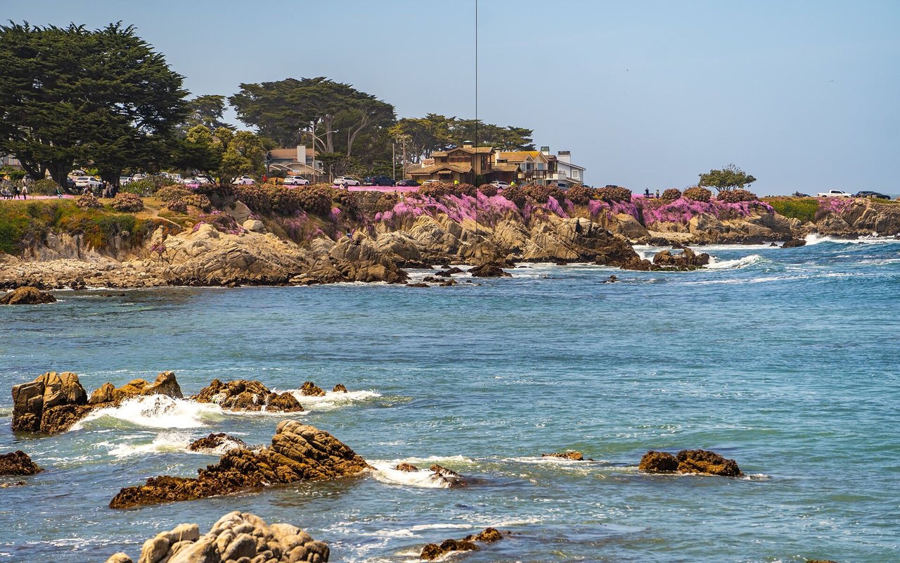 Rocky coastline with breaking waves, pink flowers, evergreen trees, and houses along the shore.
