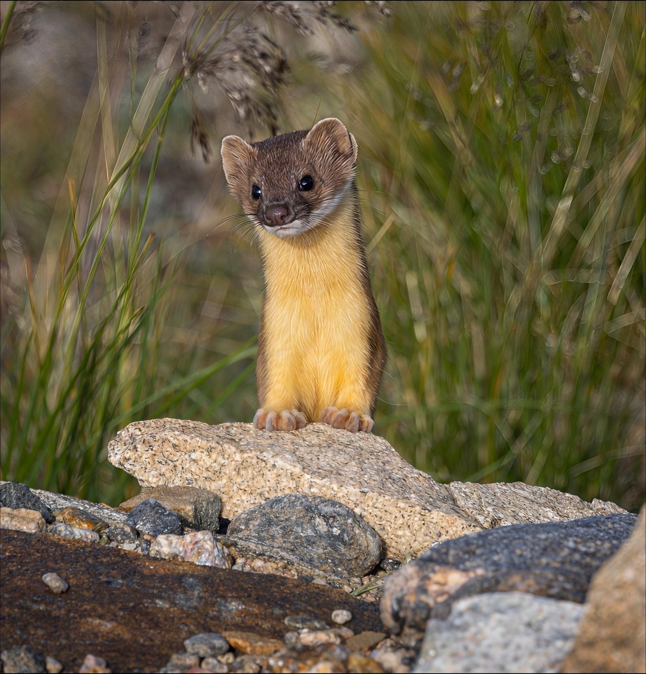 Into the Wild: Discovering Rocky Mountain National Park with Monica