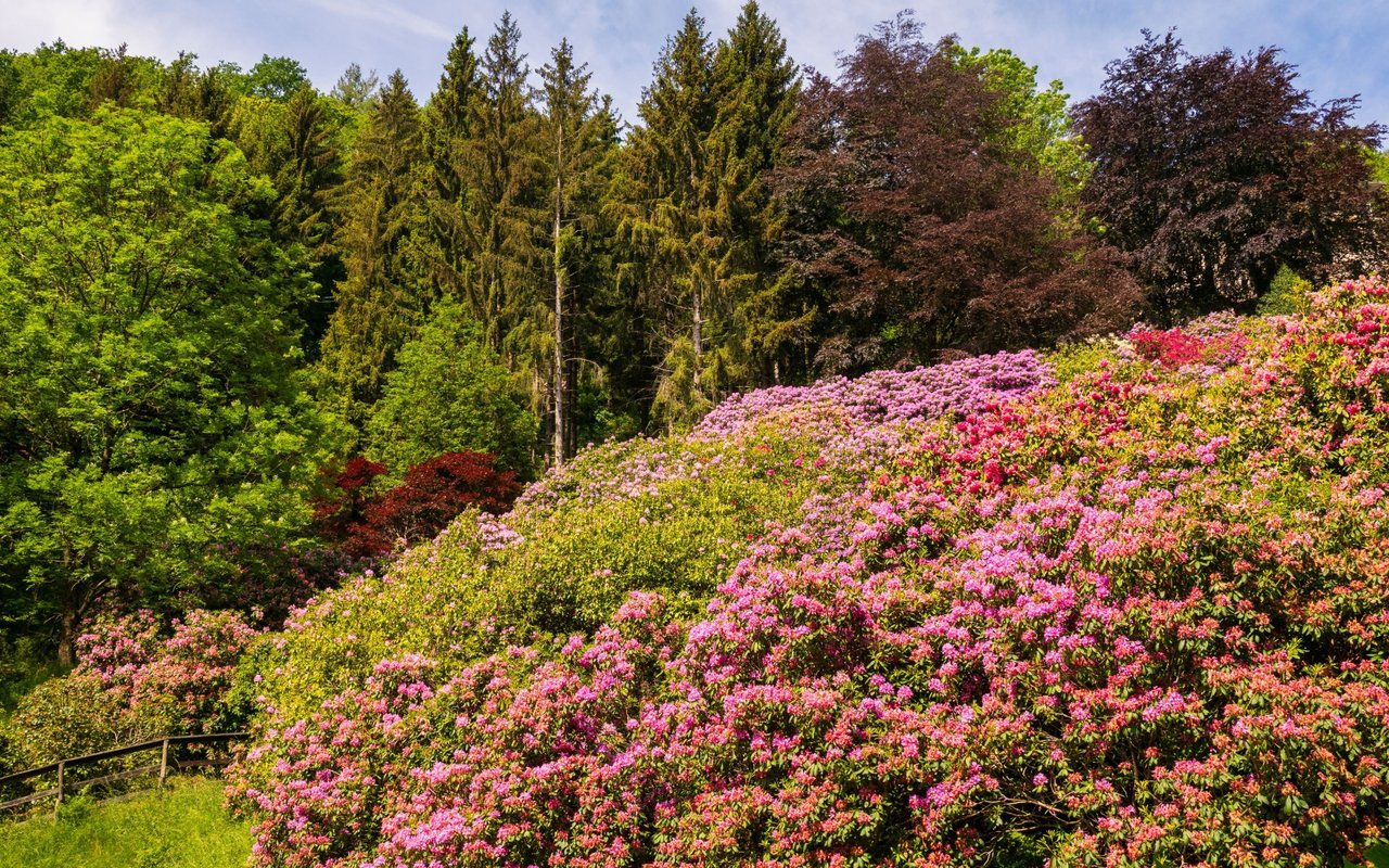Pink and lavender rhododendrons bloom across a forested hillside beside a wooden fence.