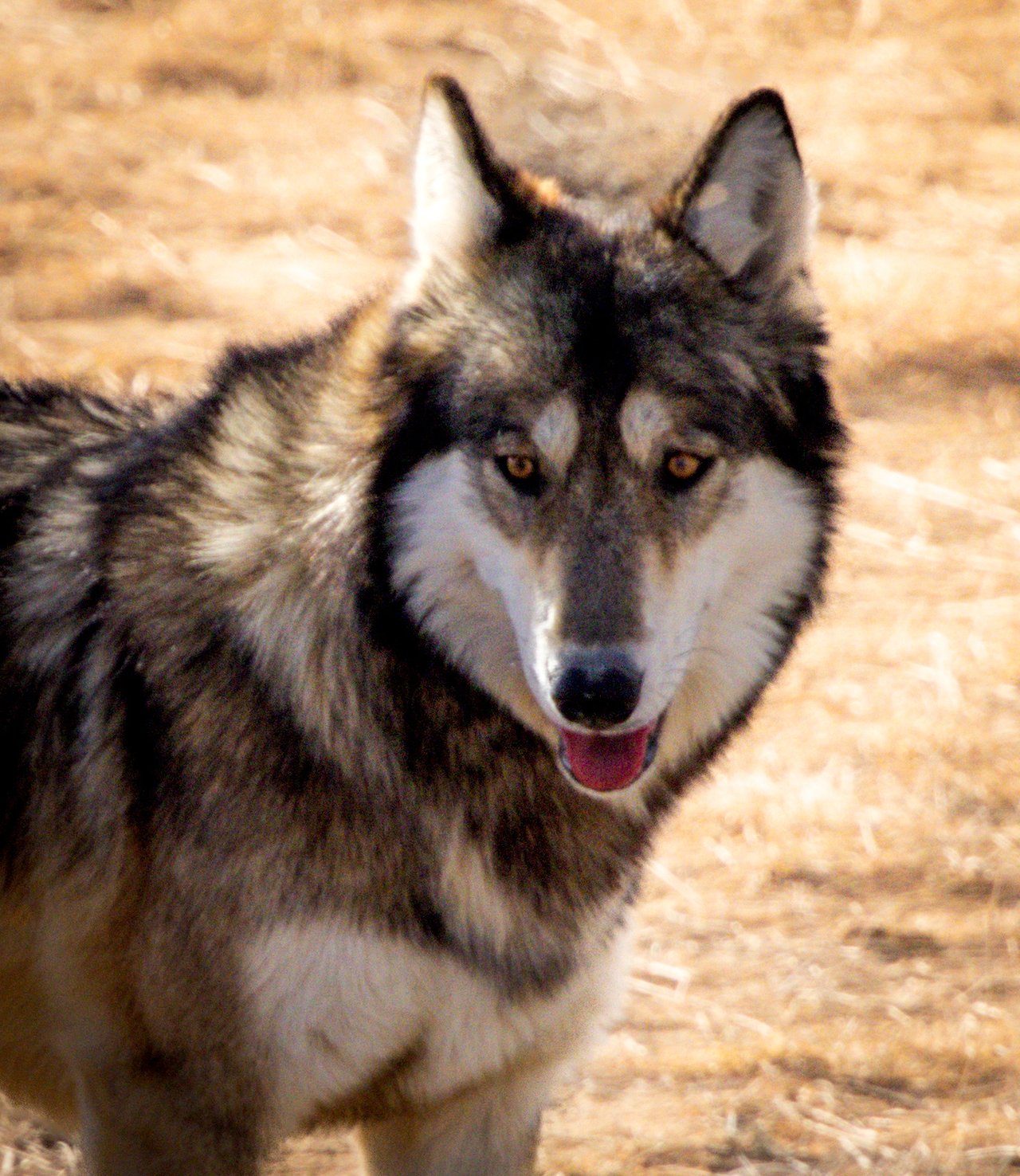 Into the Wild: Monica Breckenridge’s Unforgettable Journey at The Wild Animal Sanctuary Subtitle