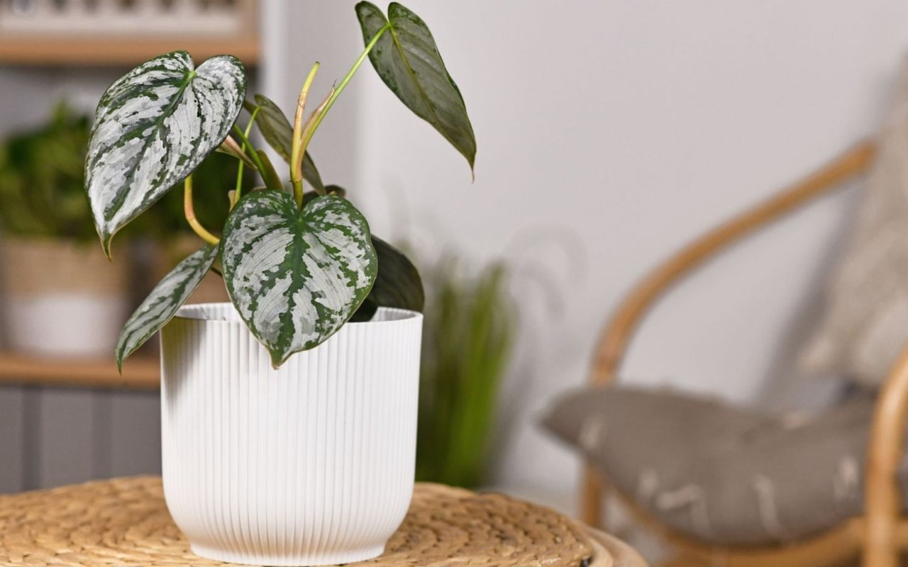 National Houseplant Appreciation Day - Jan 10, 2023