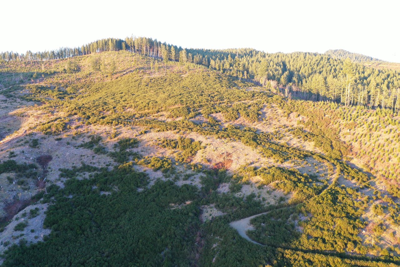 Walton Wild Woods