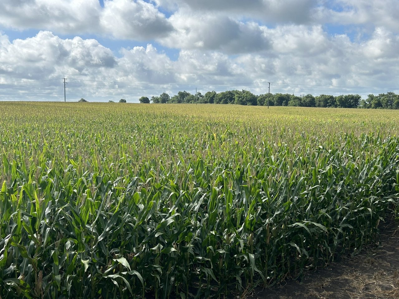 55 acres Land for sale in Temple, Tx