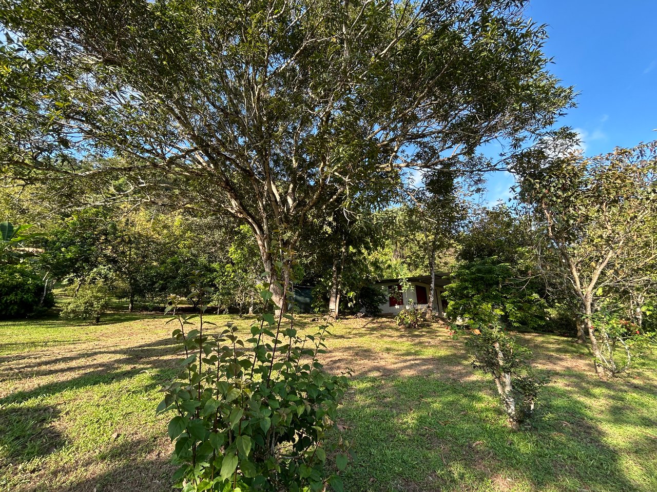 Commercial & Residential Property in Punta Mala with Producing Fruit Trees