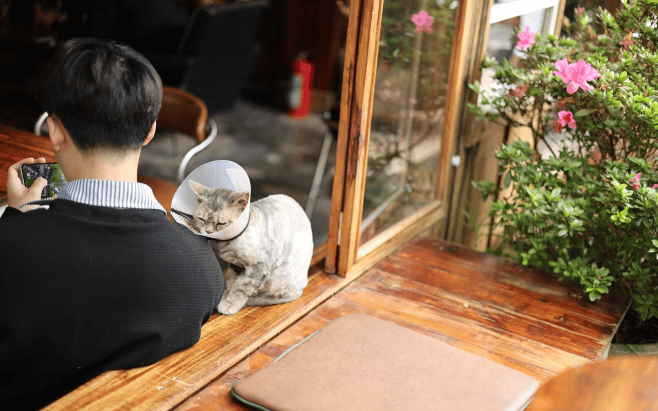 Pet-Friendly Restaurants in Cheviot Hills