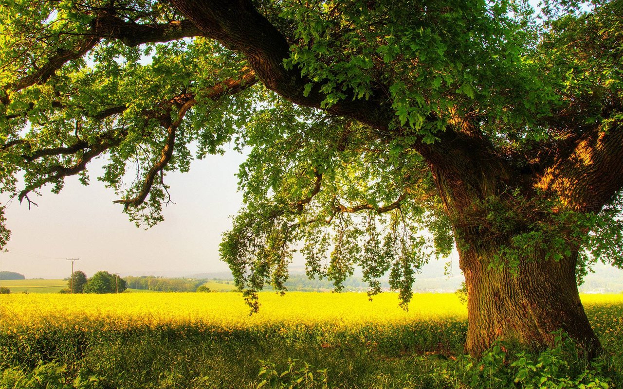 Disclosure Requirements for Street Trees in San Jose Real Estate Transactions