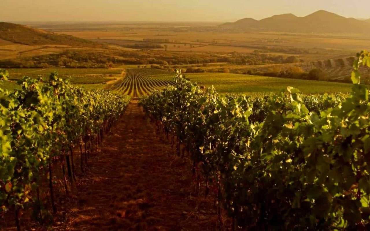Sonoma