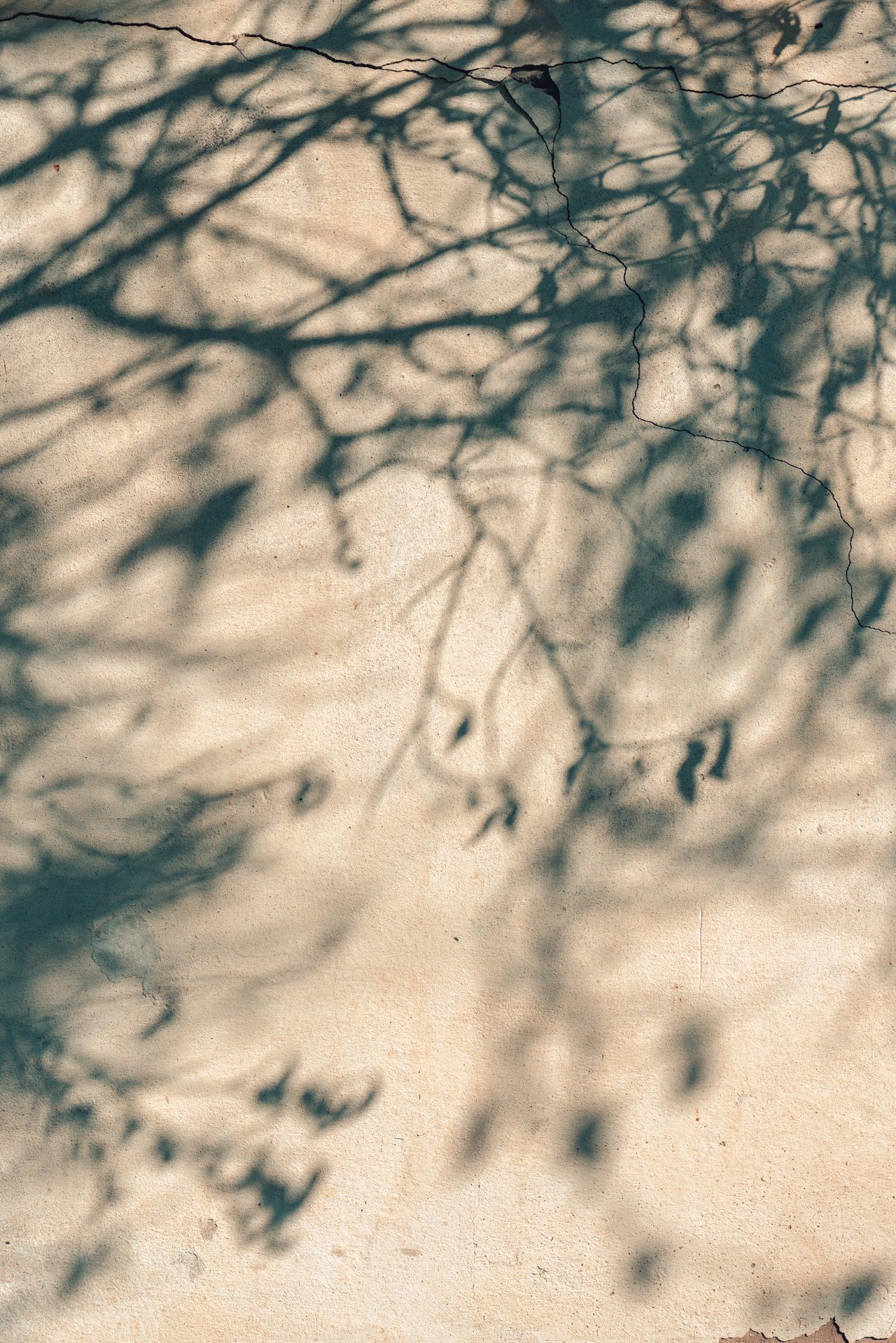 Cracked concrete covered in branching tree shadows