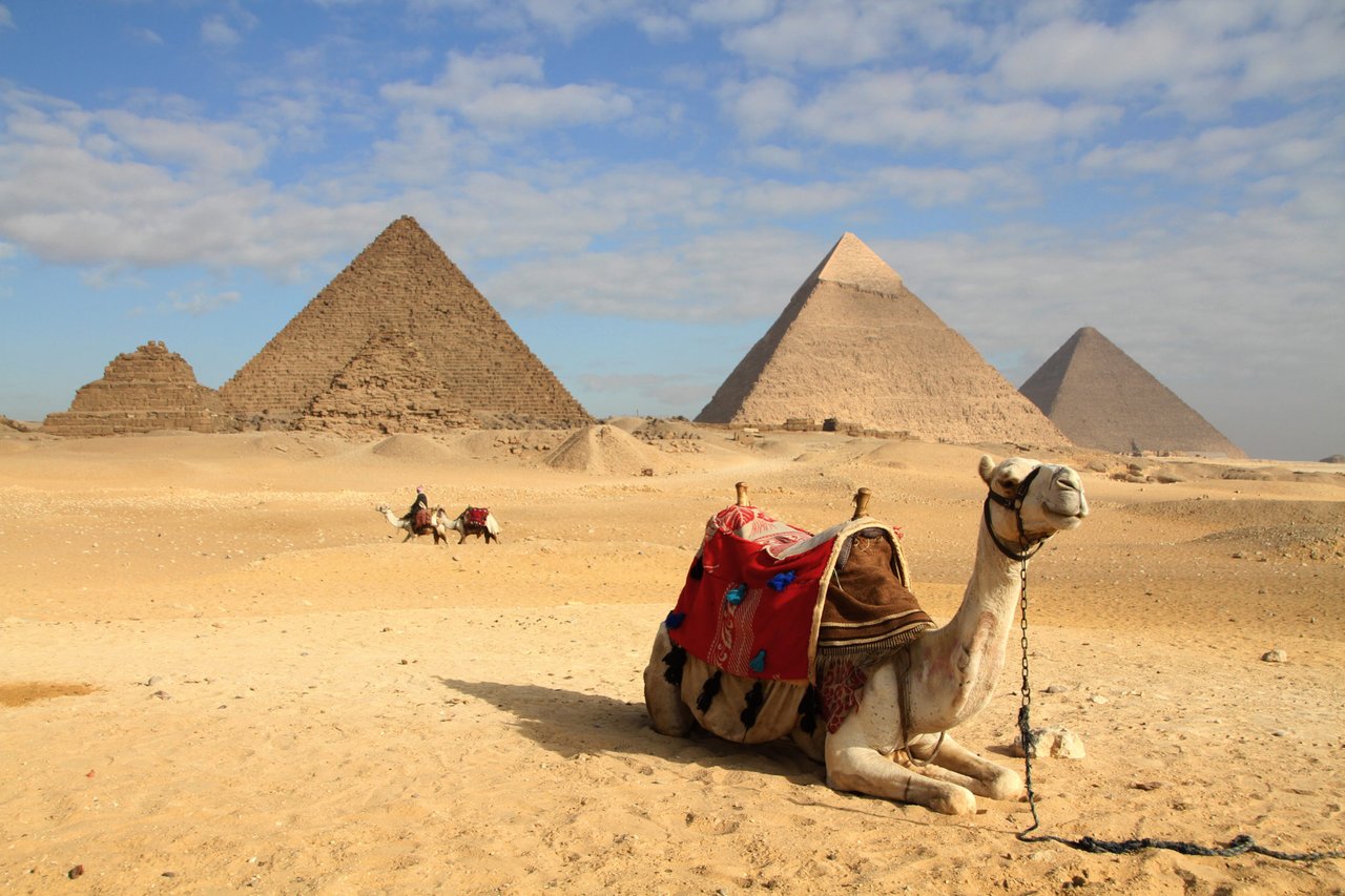 A camel rests before the Egyptian pyramids, with two camels and riders in the distance.