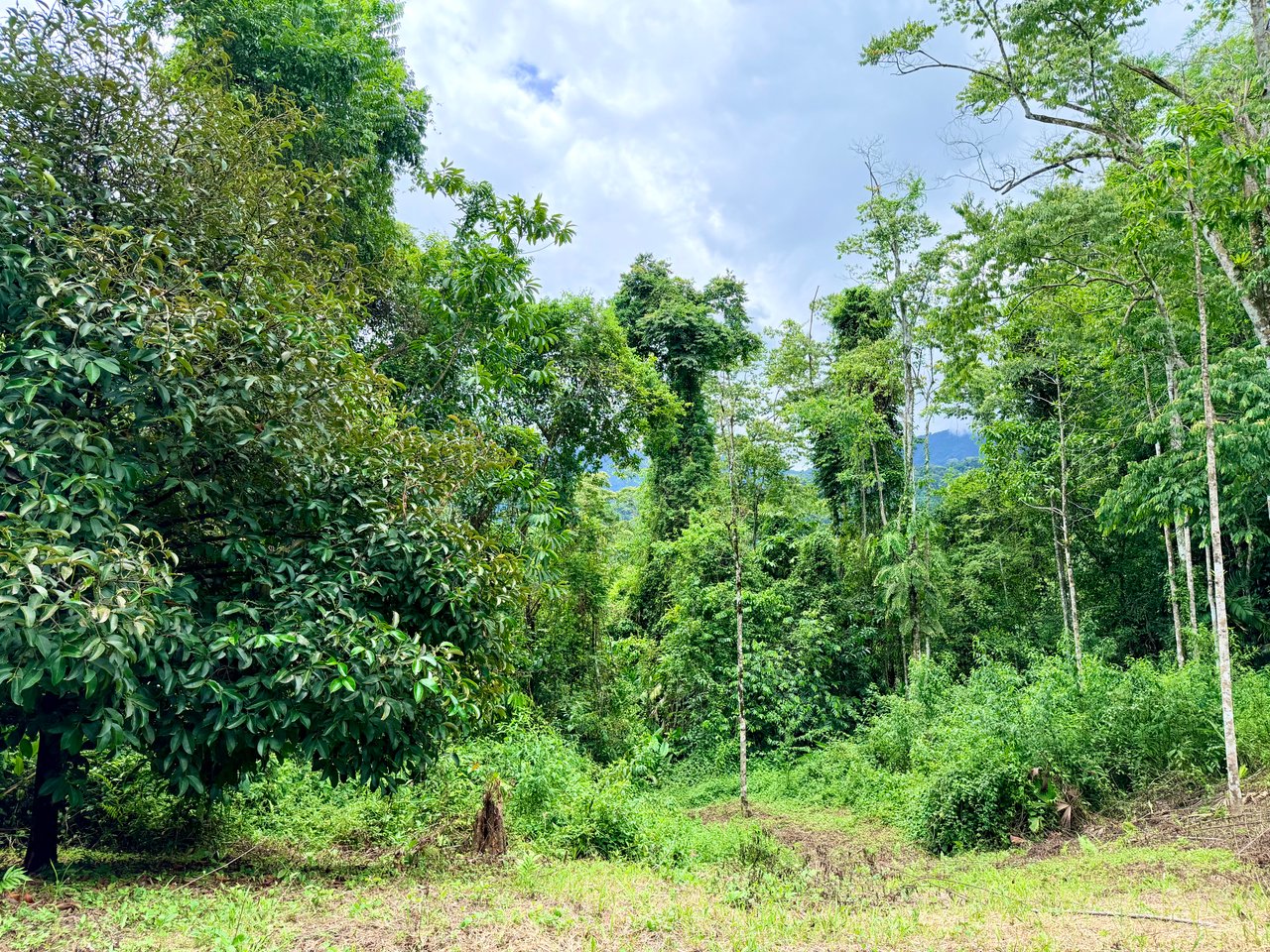 La Unión Road Development – Buildable Lots with River Access in Uvita