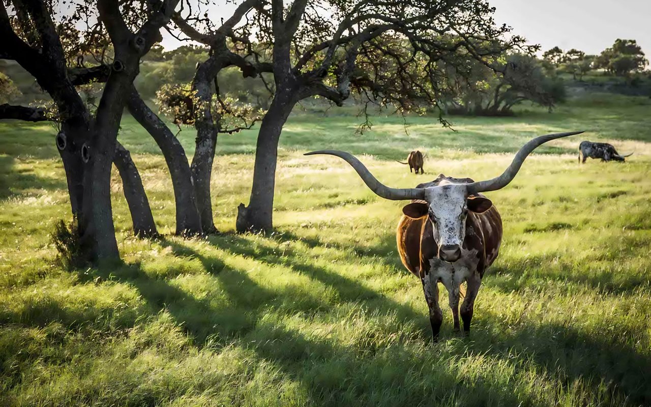 6 Things to Do Near Dripping Springs