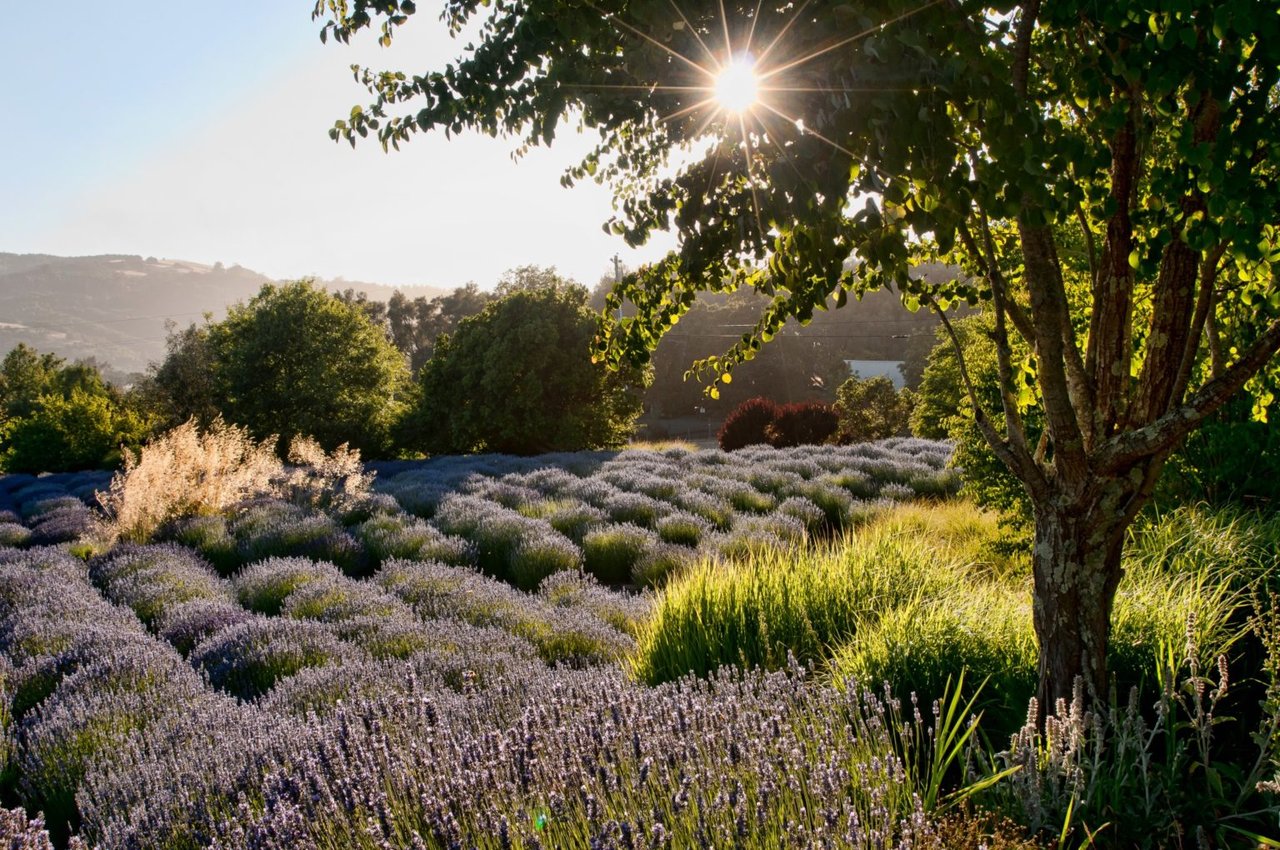 15 Sonoma Wineries With Gorgeous Gardens