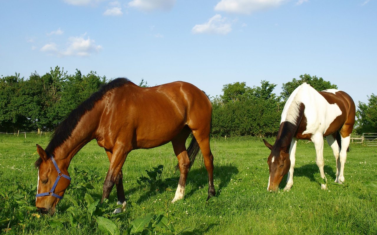 Colts Neck, NJ