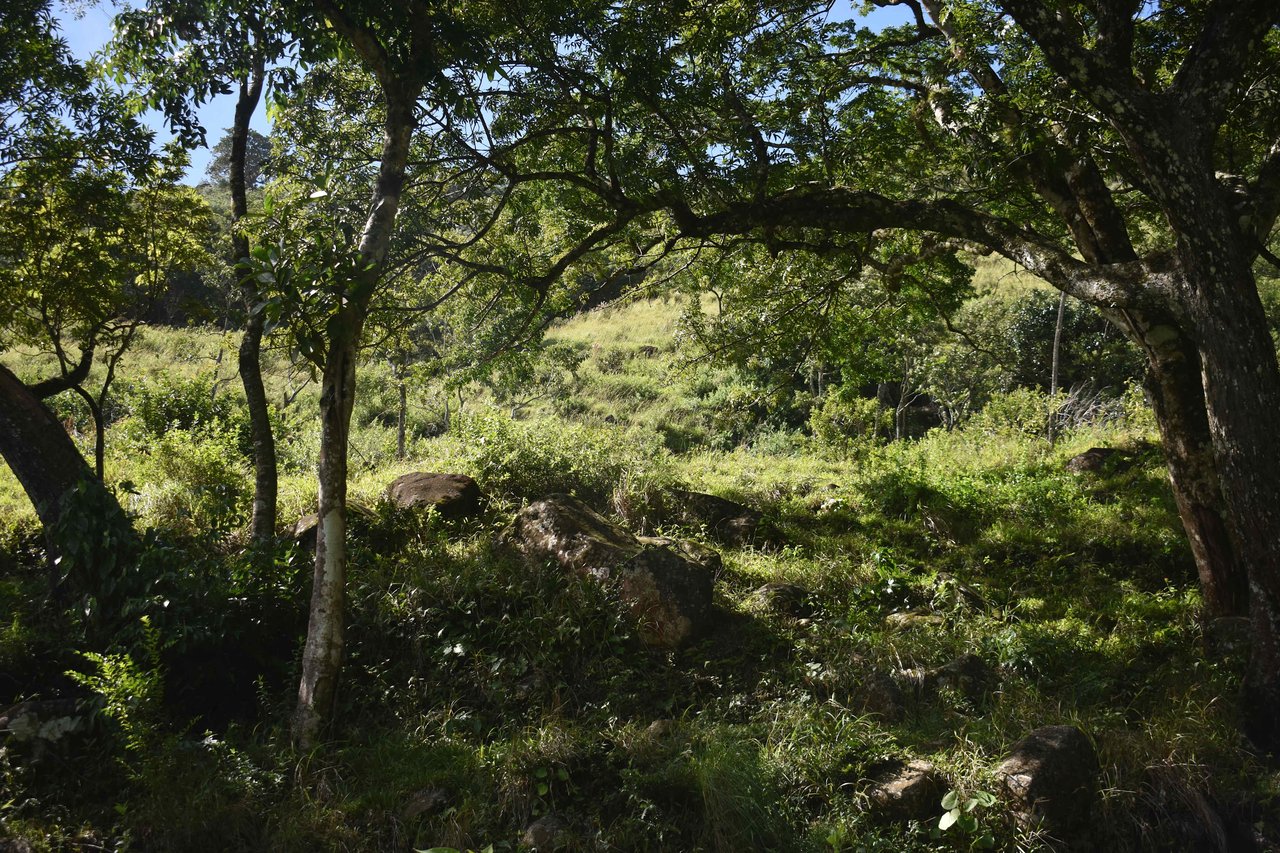 Rio Chiquito Farm | This farm offers an expansive canvas to bring your dreams to life in the majestic Guanacaste mountain rainforest region.