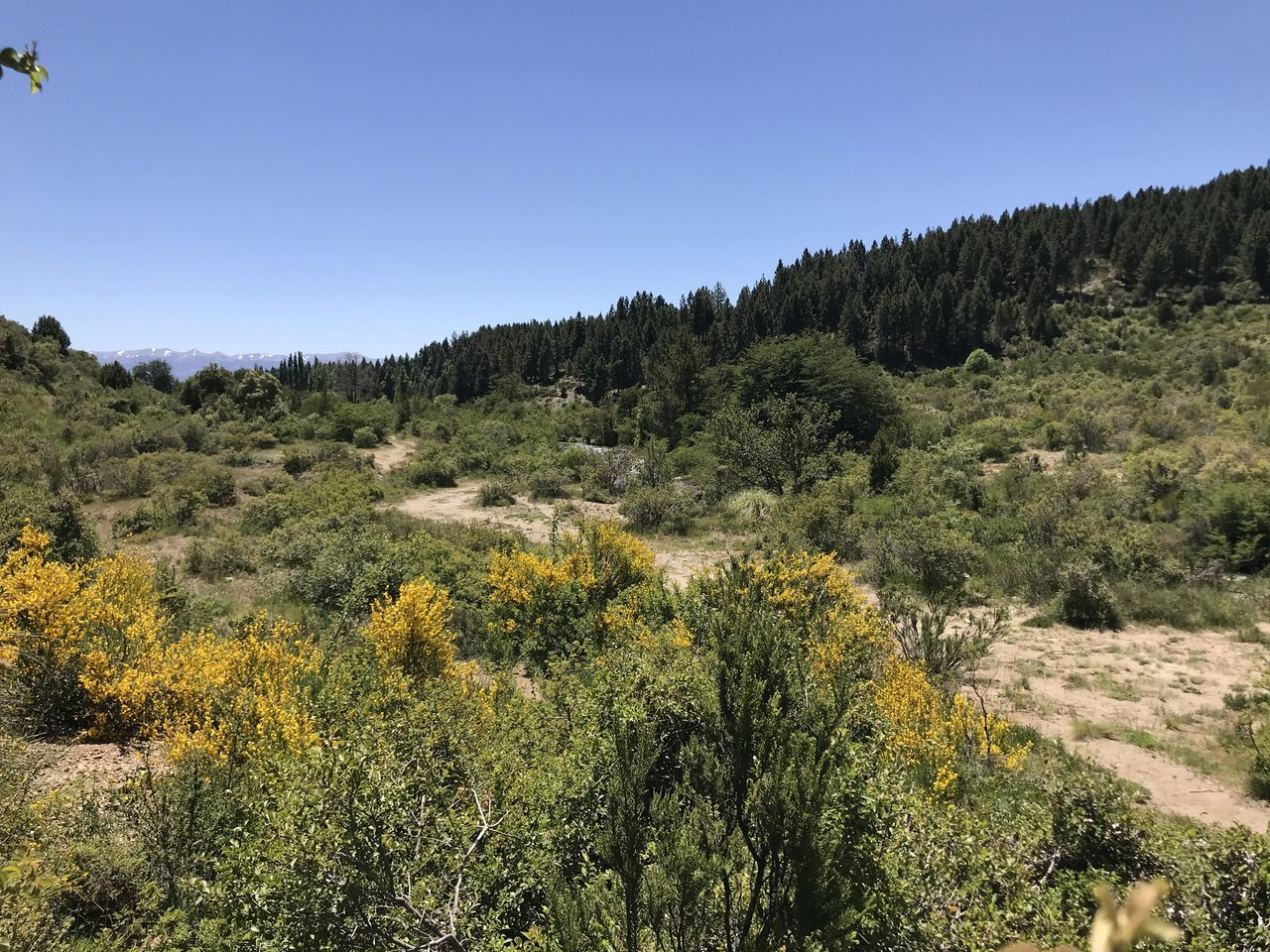 Terreno agreste con arbustos floridos, colinas boscosas y montañas distantes.
