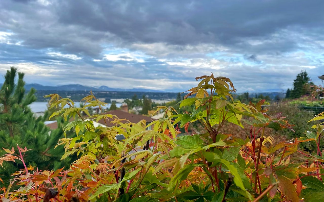 Autumn maple leaves frame a distant lake and mountain view beneath a cloudy sky.