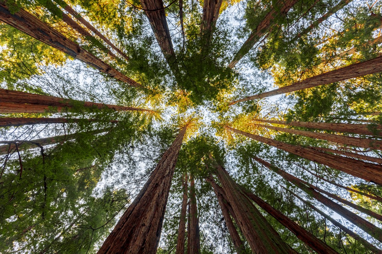Muir Woods National Monument Guide